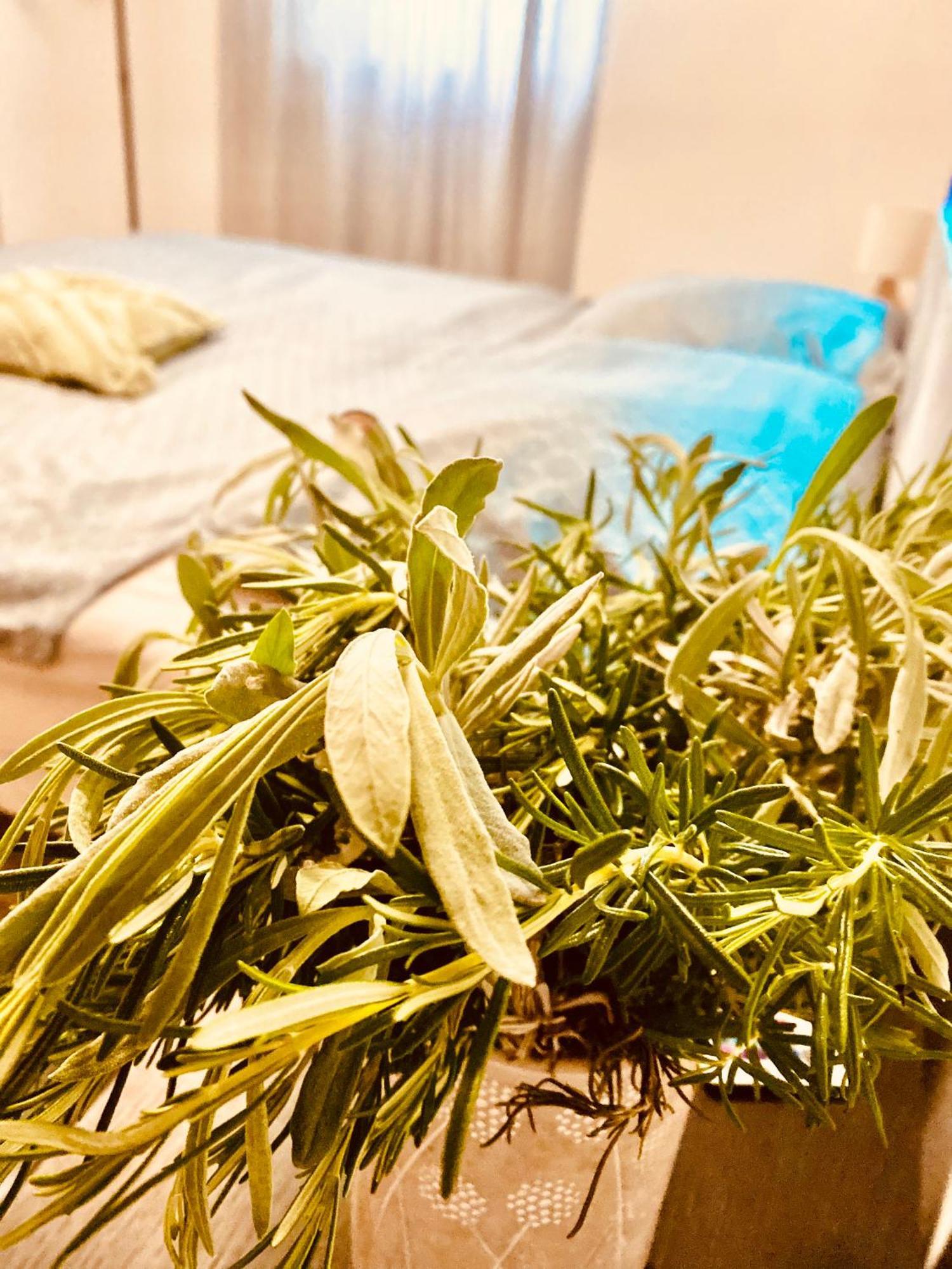 Apartment Nicol 센 외부 사진